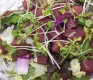 w04 tuna salad[raw]
